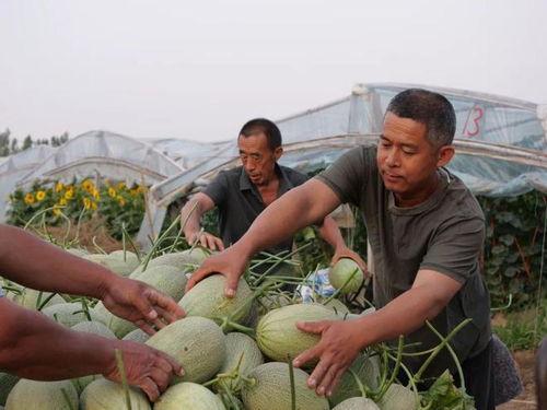 留村吃瓜视频,揭秘农村生活的趣味瞬间