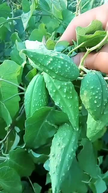 带你吃瓜奇葩植物视频,带你探索带你吃瓜的植物世界