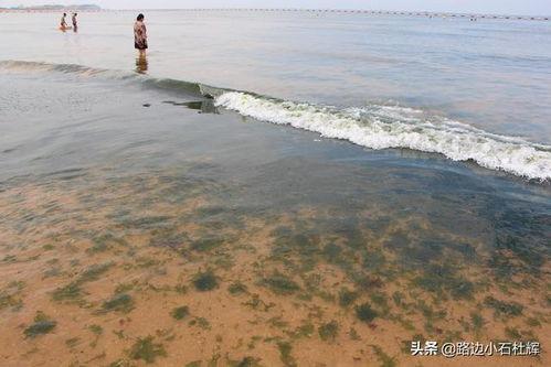 威海海边吃瓜事件视频,现场视频引发网友热议