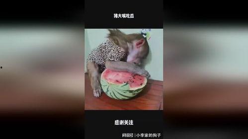 大嘴吃瓜的视频在线观看,揭秘热门视频背后的趣味与真相