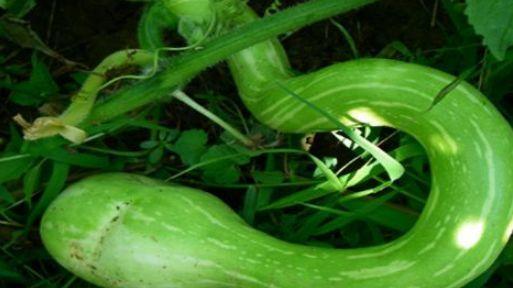 吃蛇瓜小视频大全下载,小视频大全带你领略独特风味