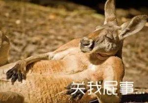 动物吃瓜苦的搞笑视频,吃瓜也能成喜剧大师!