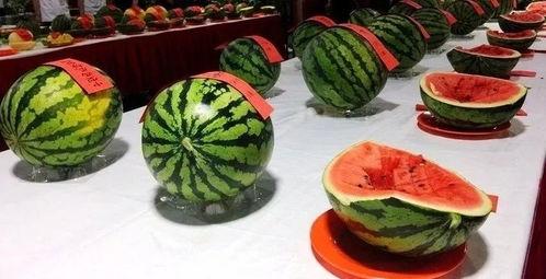 长垣县吃瓜视频幼儿园,趣味盎然的教育时光